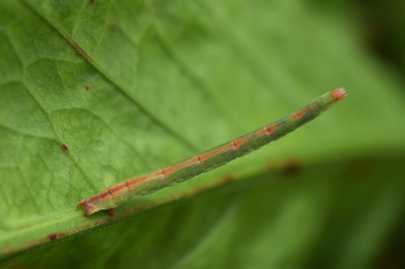 Una falena molto comune: Rhodometra sacraria, Geometridae